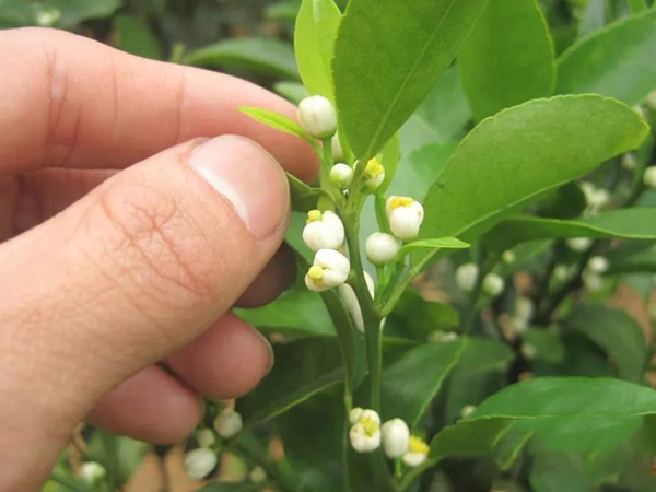 沃柑茂谷柑來花多要疏花，促花工作就不做了，小心花多不壯