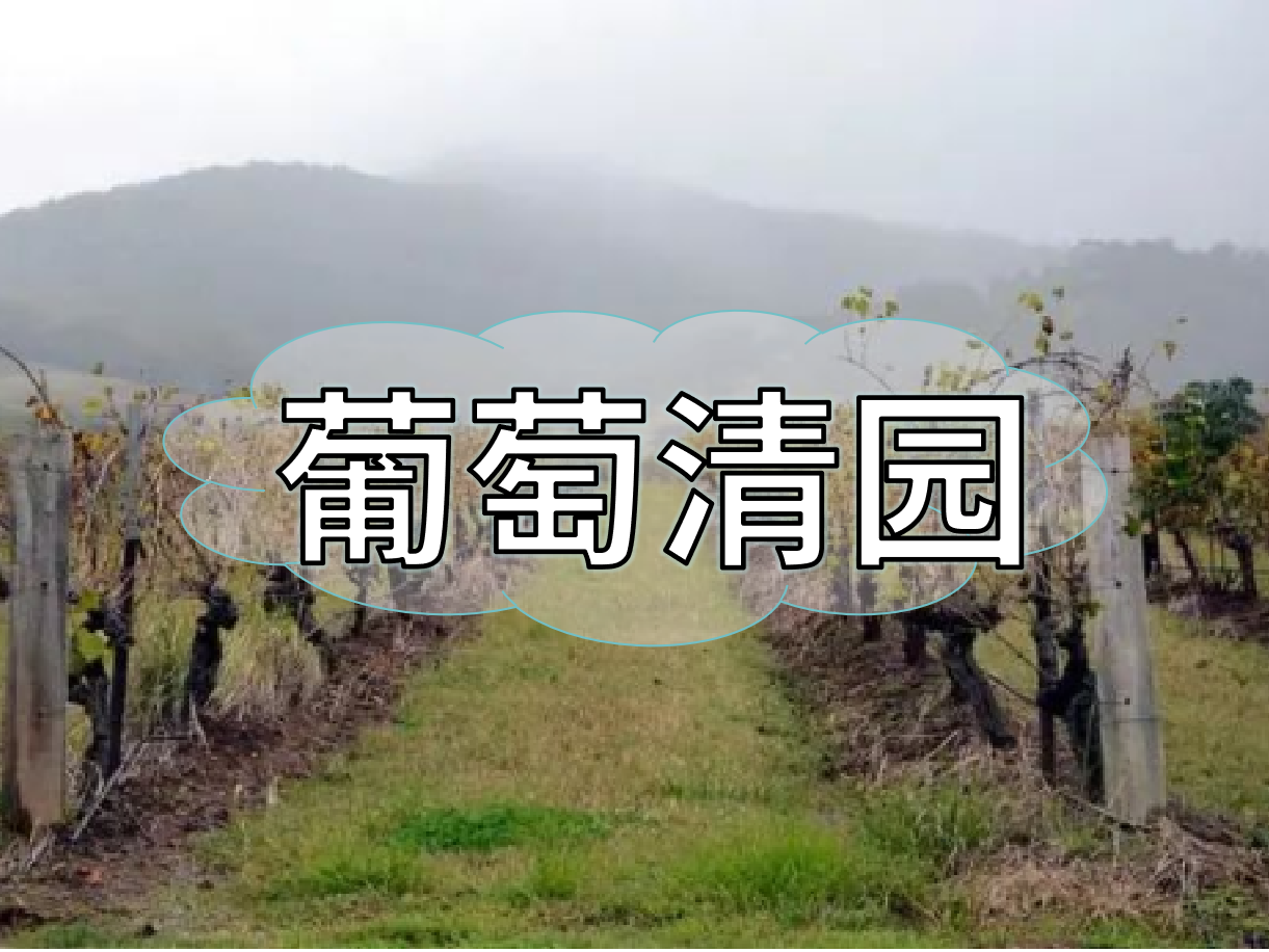 葡萄清園怎么進行？