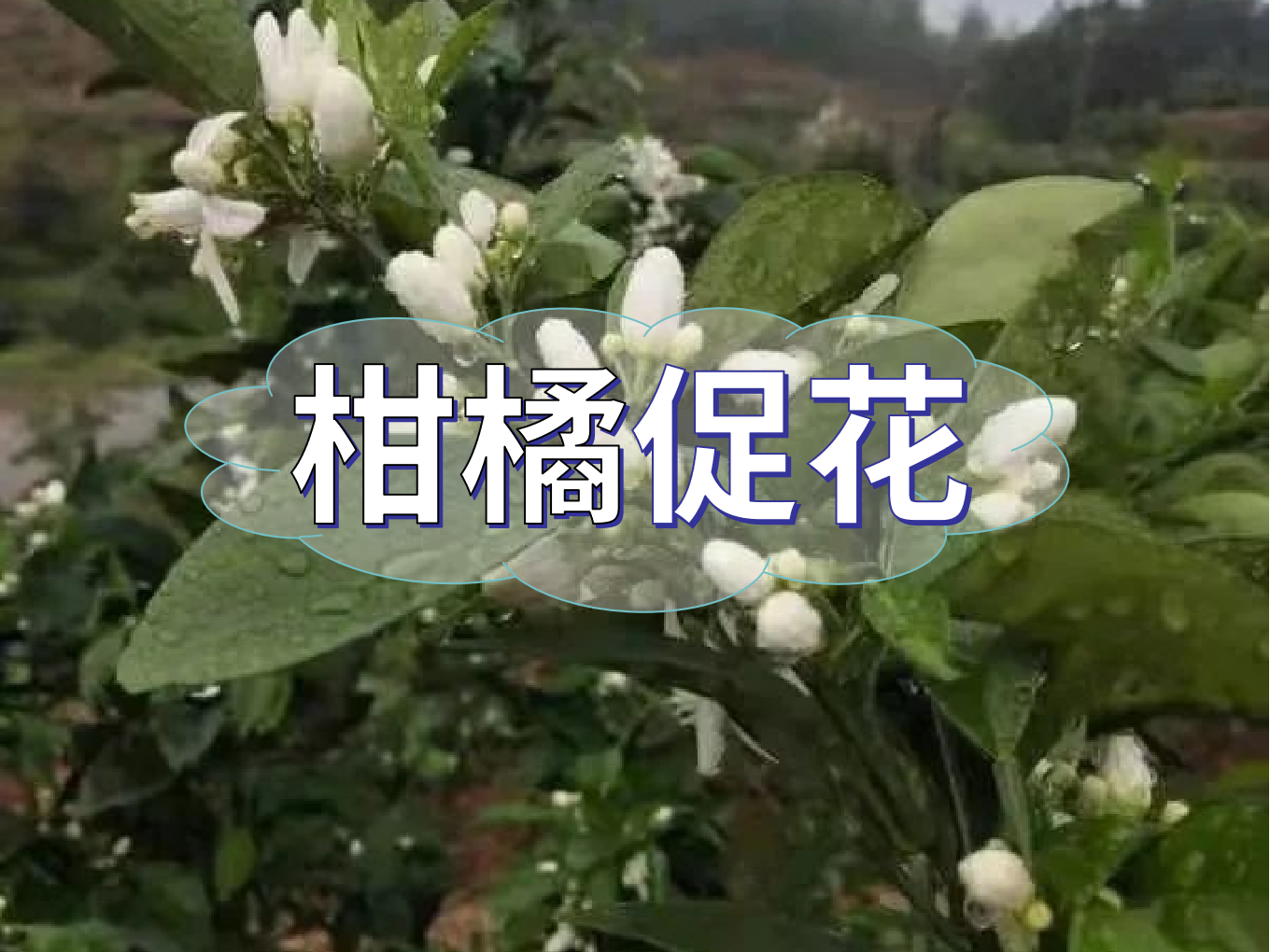柑橘促花三要領(lǐng)，促進(jìn)優(yōu)質(zhì)花的形成