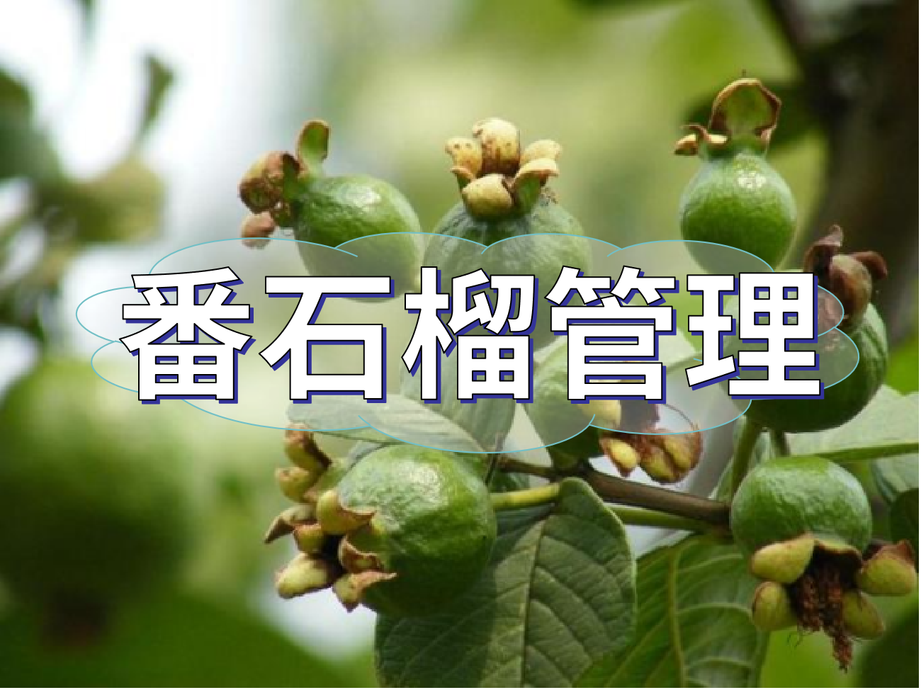 番石榴花少果少，連續(xù)開(kāi)花坐果期這套方案提高產(chǎn)量