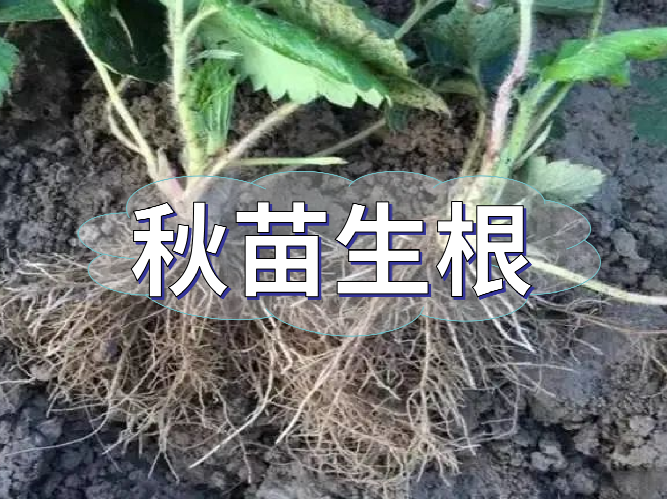 秋播開始，生根養(yǎng)根是作物健壯增產(chǎn)提質(zhì)的關(guān)鍵