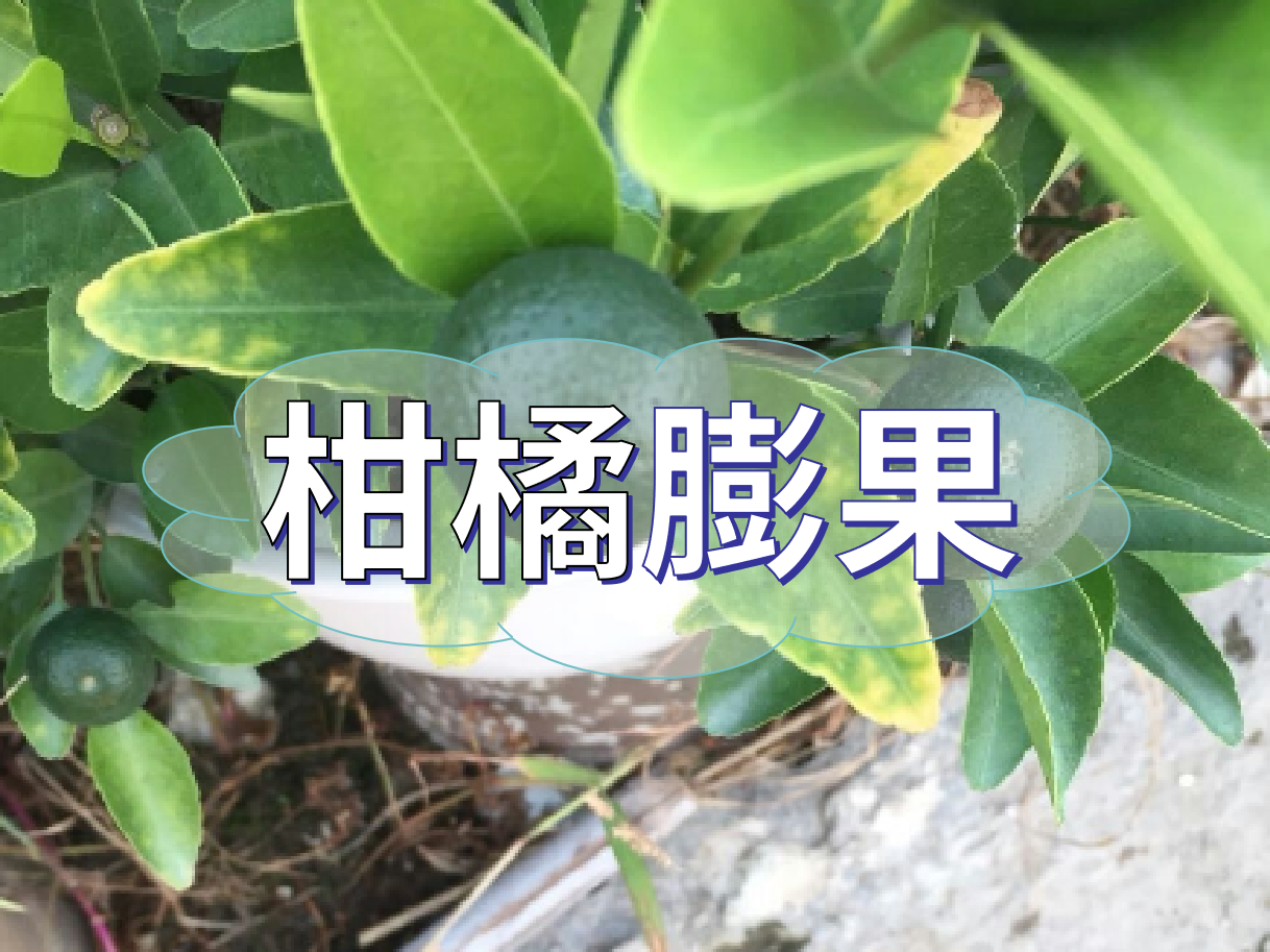 柑橘膨果慢？膨果并非多補(bǔ)鉀這么簡(jiǎn)單！