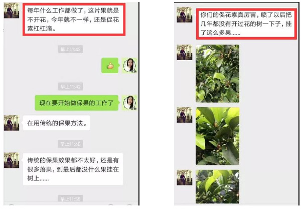 秋梢期，柑橘果農都在做這件事……