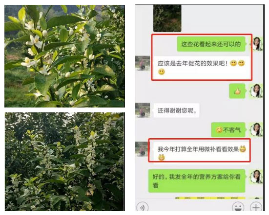 秋梢期，柑橘果農都在做這件事……