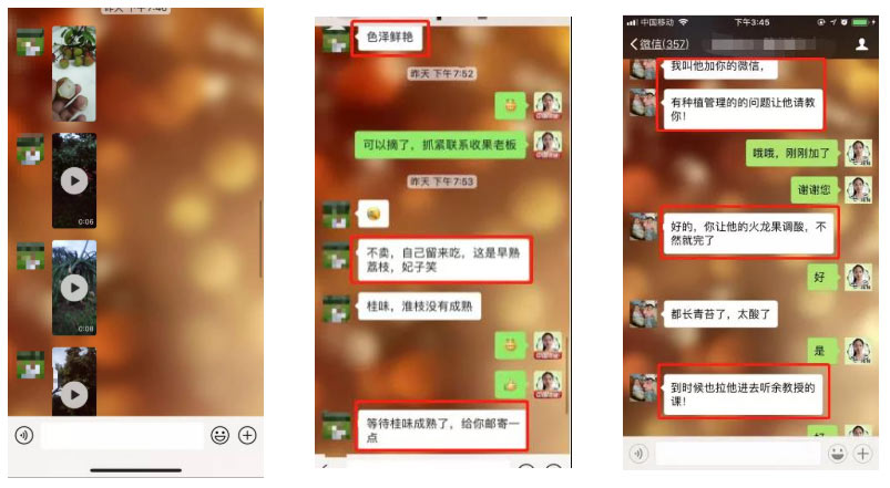 荔枝園連年高產(chǎn)，秘訣在這里